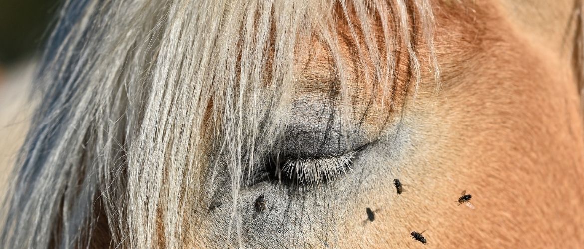 Pferd überempfindlich Fliegen