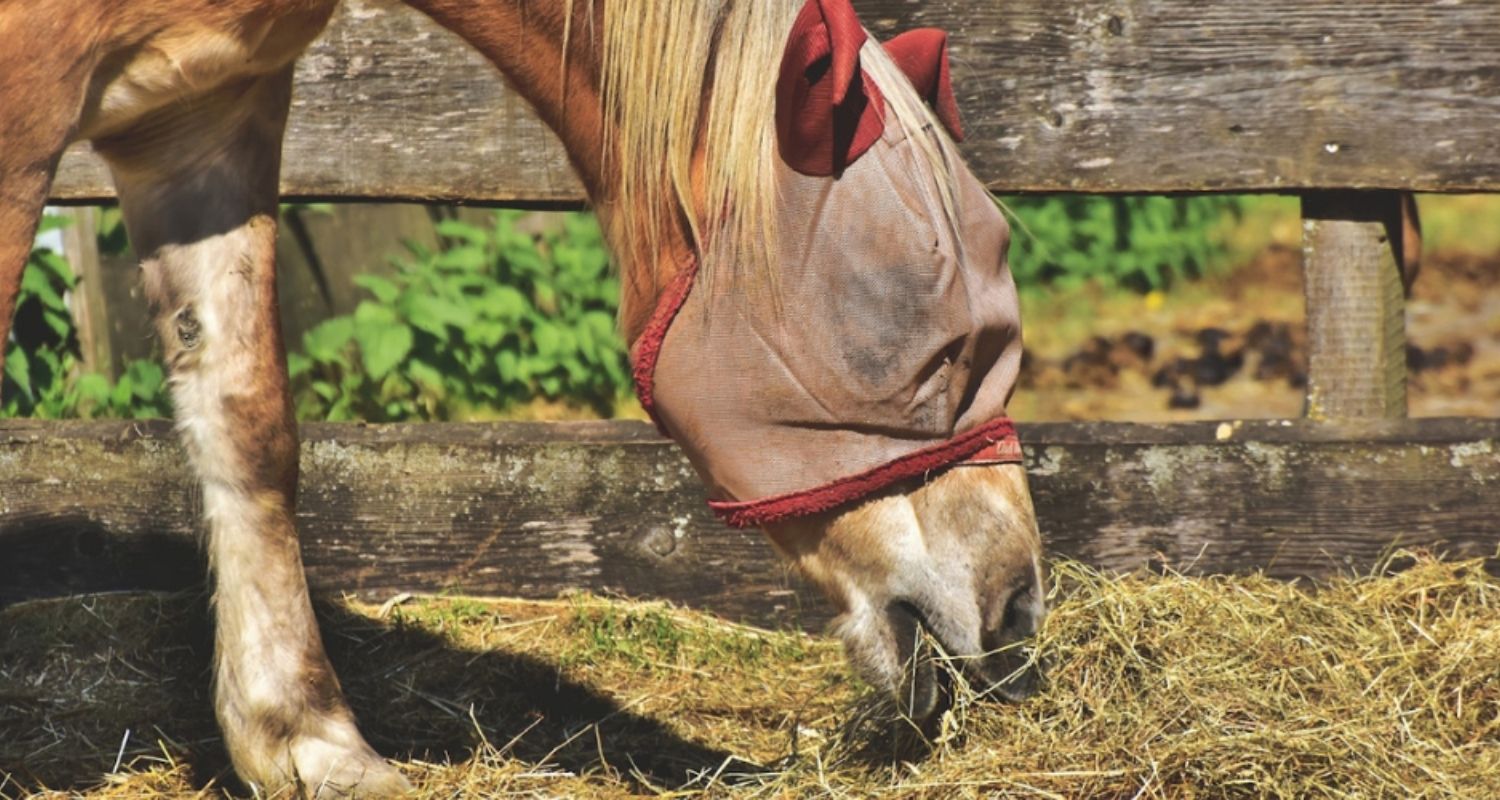 Fliegenschutz für’s Pferd: 10 Tipps für effektiven Schutz