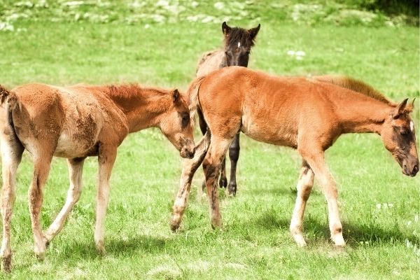 Fohlen absetzen: mehrere Fohlen auf der Weide