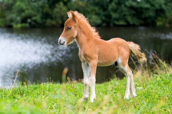 Fohlen steht am Wasser