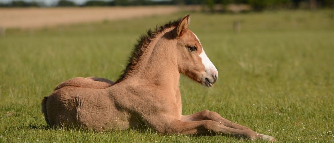 Pferd Suchen Nach Lebensnummer