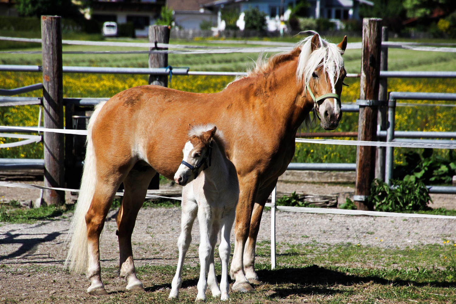 башкирская лошадь гнедая. табун лошадей башкирской породы. лошади породы разведение. племенные лошади. племенные лошади.