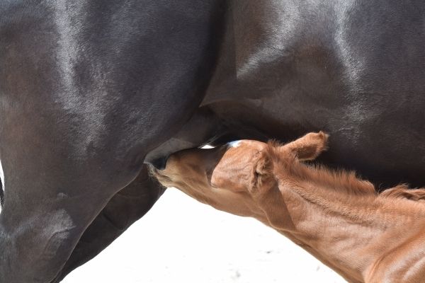 Fohlengeburt: Fohlen trinkt Muttermilch
