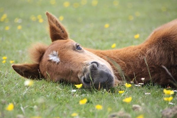 Fohlenlaehme: Fohlen liegt auf der Weide