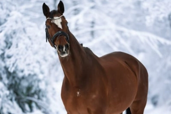 freizeitpferd-der-woche-180226-collin1