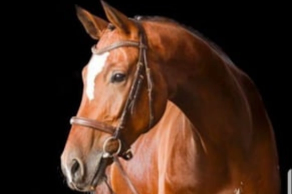 freizeitpferd-der-woche-180226-collin2