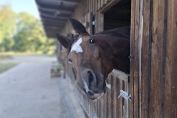 freizeitpferd-der-woche-180226-collin3