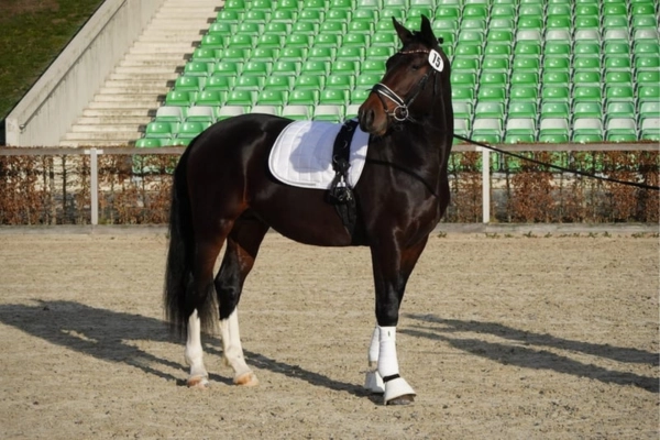 freizeitpferd-der-woche-180226-leif2