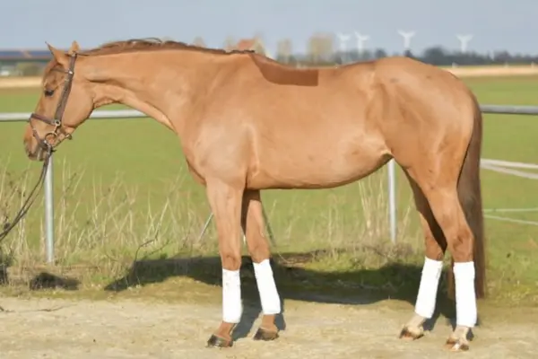 freizeitpferd-der-woche-180226-luna1