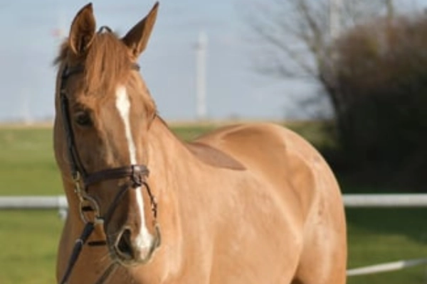 freizeitpferd-der-woche-180226-luna2
