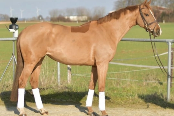 freizeitpferd-der-woche-180226-luna3