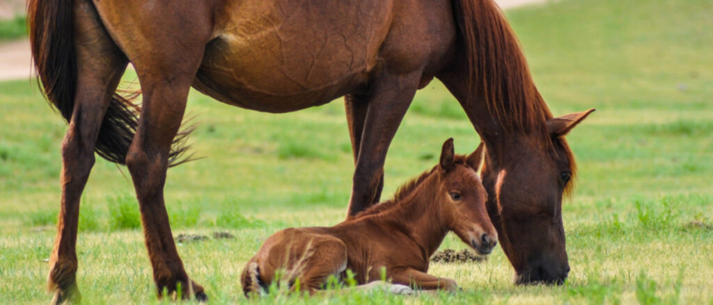 Was Fressen Pferde Die Richtige F tterung Ehorses de Magazin was-fressen-pferde-die-richtige-f-tterung-ehorses-de-magazin