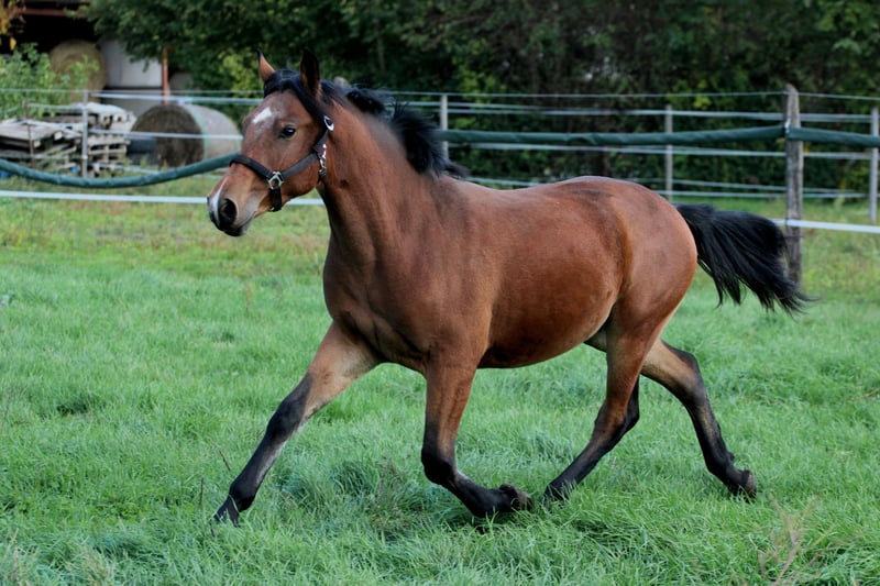 Furioso trabt auf Wiese