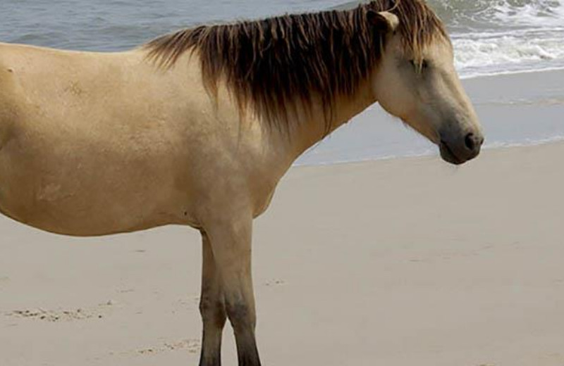 Galiceno Pony