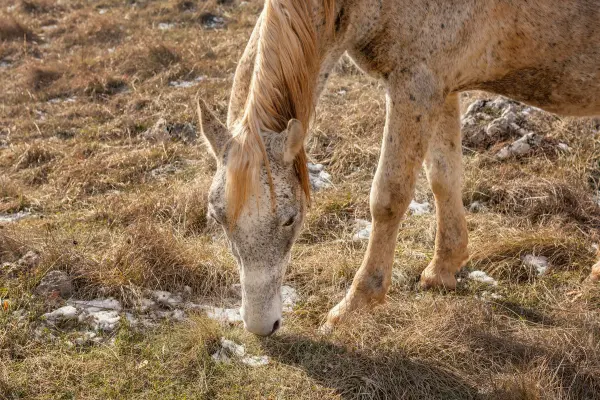 Schimmel-Pferd mit flachsfarbener Mähne und dunkler Furtung frisst Gras auf einer kargen, steinig-trockenen Wiese im Sonnenlicht.