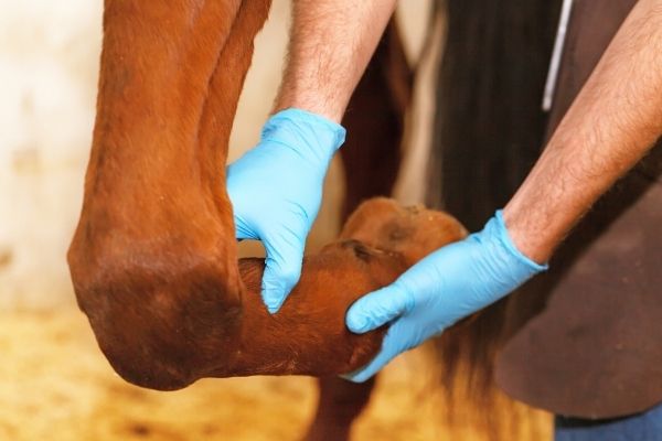Gelenke beim Pferd werden vom Tierarzt gecheckt