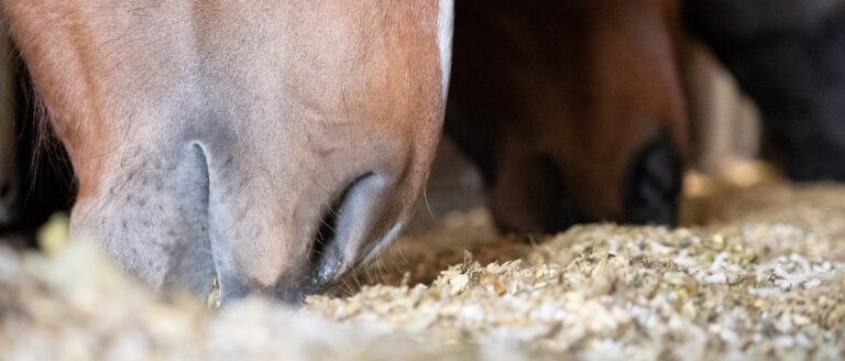 Getreidefreies Pferdefutter – Wann die Fütterung Sinn ergibt
