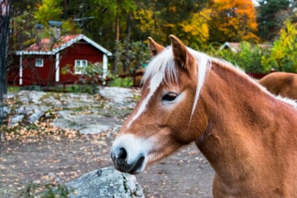 Gotland-Pony Kopf seitlich
