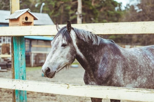 Gotland-Pony seitlich am Zaun