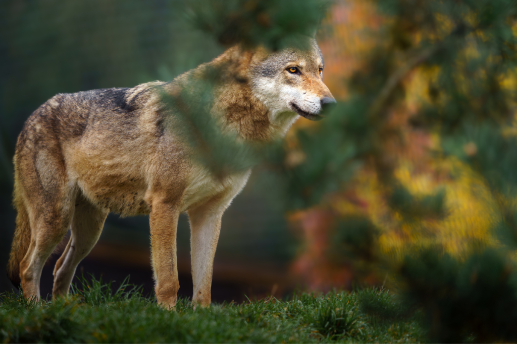 Grauer Wolf in freier Wildbahn