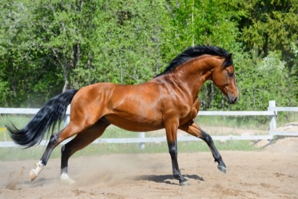 Griffelbeinbruch: Galoppierendes Pferd