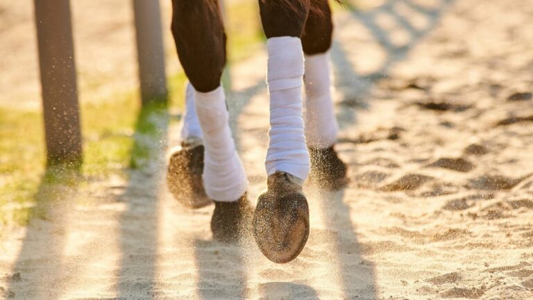 Griffelbeinbruch beim Pferd – Ursachen, Behandlung und Co.
