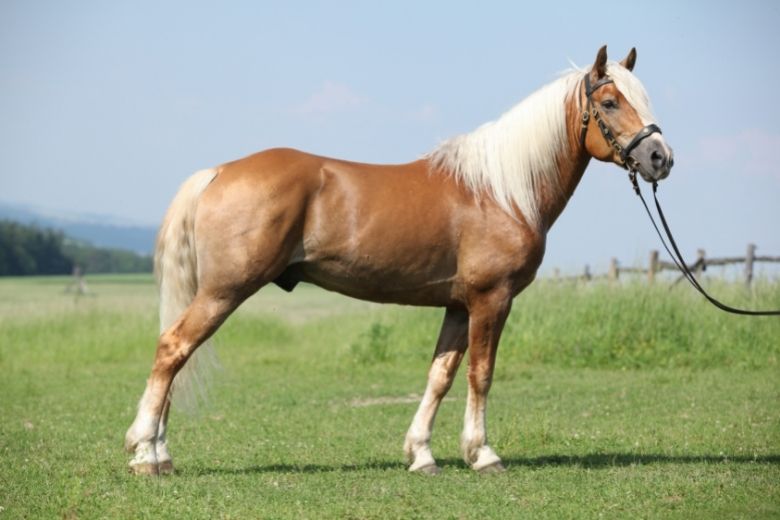 Pferderassen für Anfänger: Haflinger von der Seite