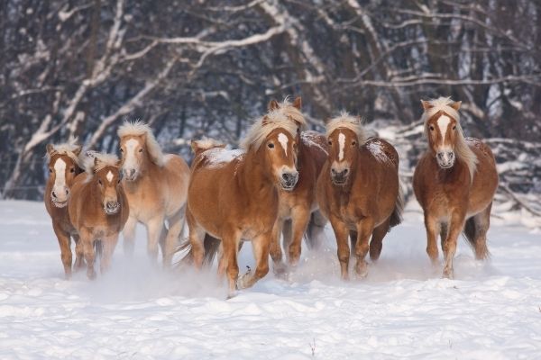 Haflinger Herde im Schnee