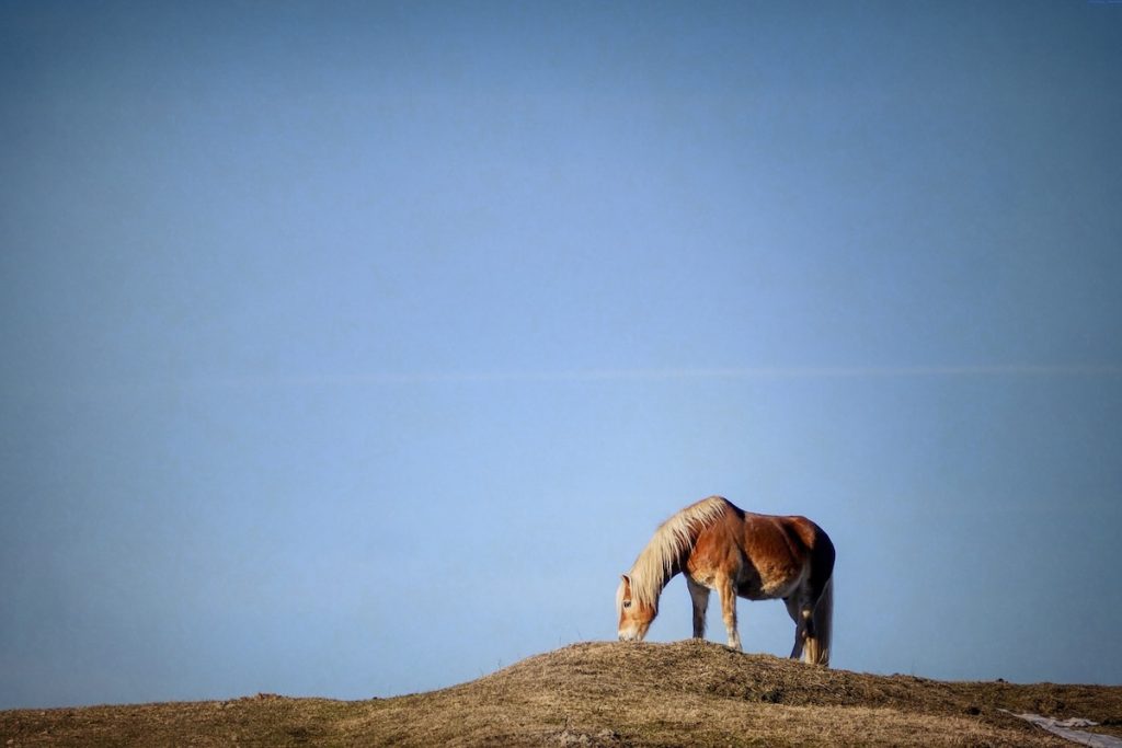 Ein Haflinger-Pferd steht auf einem Hügel und grast.