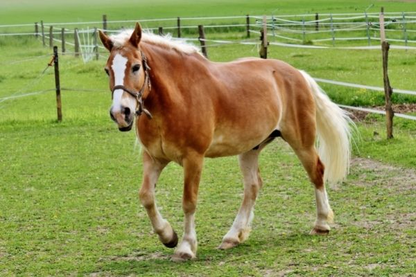 Therapiepferd: Haflinger auf einer Weide