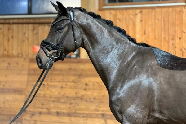 hannoveraner-der-woche-corrieux (1)