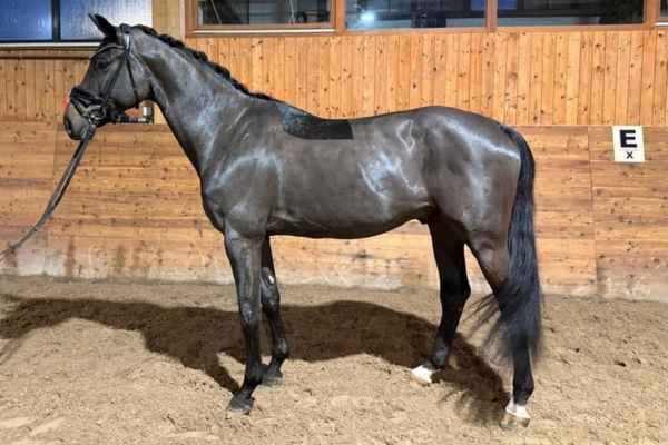 hannoveraner-der-woche-corrieux