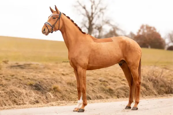 hannoveraner-der-woche-nachwuchstalent