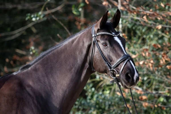 hannoveraner-der-woche-rappstute (1)