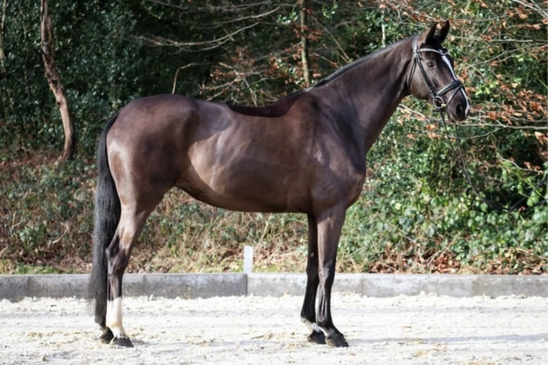 hannoveraner-der-woche-rappstute