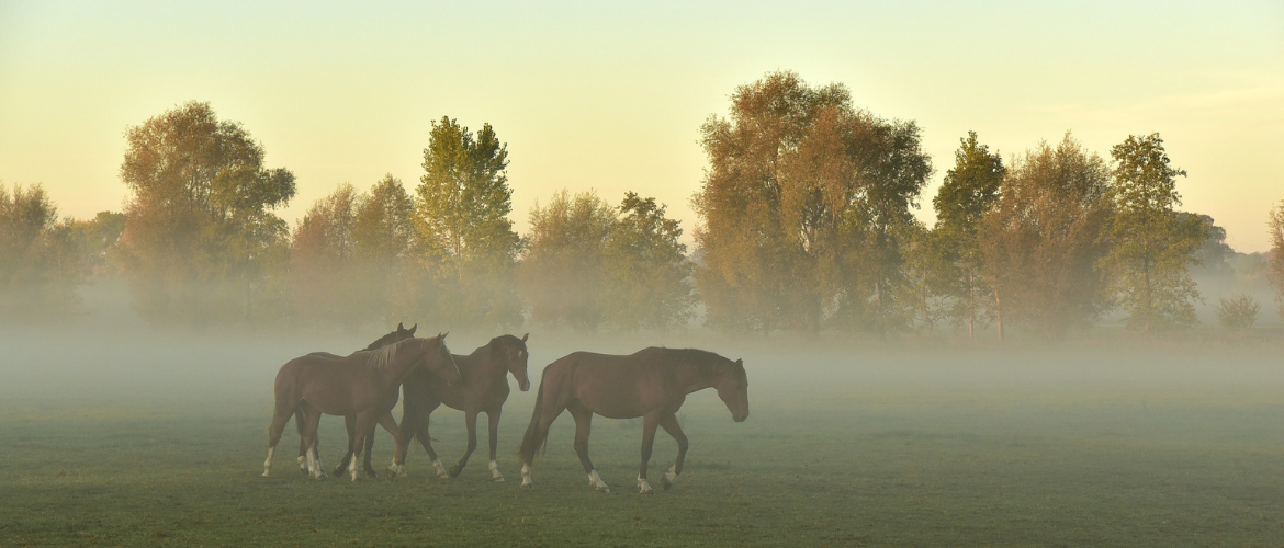 Wurmkur beim Pferd – Das ist bei einer Entwurmung wichtig