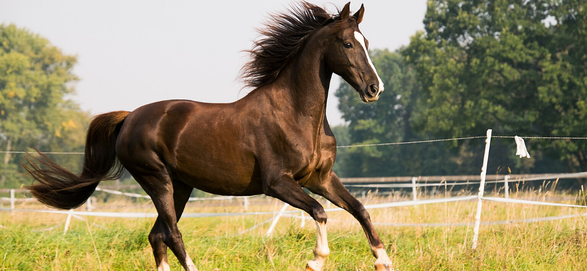 Luzerne für Pferde – Alles Wissenswerte im Überblick
