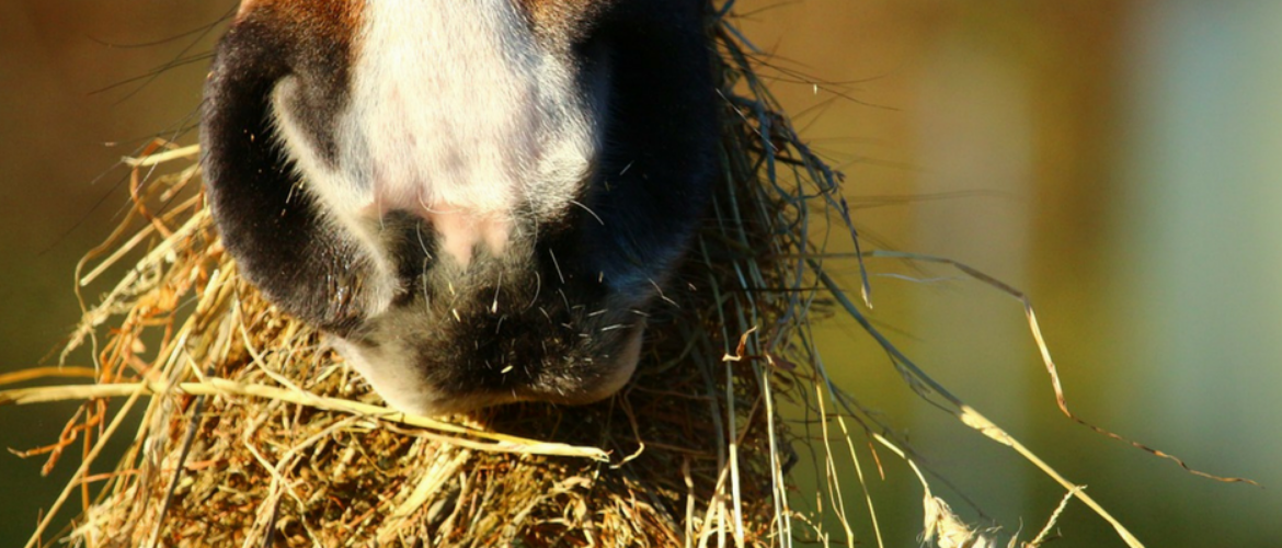 Futtermanagement: So wird die Fütterung magenfreundlich