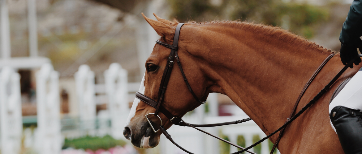 Pferdeverkauf online abhandeln – die besten Tipps für einen sicheren Verkauf!