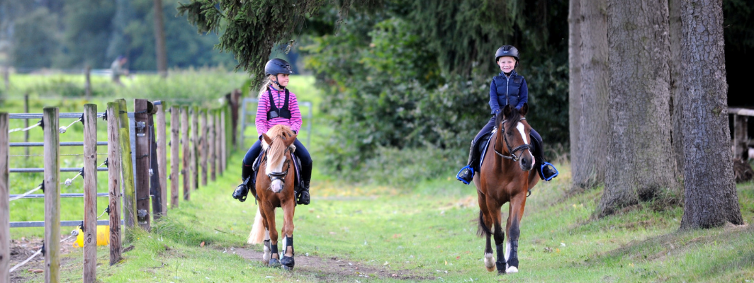 So finden Reitschulen geeignete Ponys