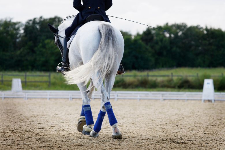 Sicherheitsweste Reiten im Tierschutz-Laden