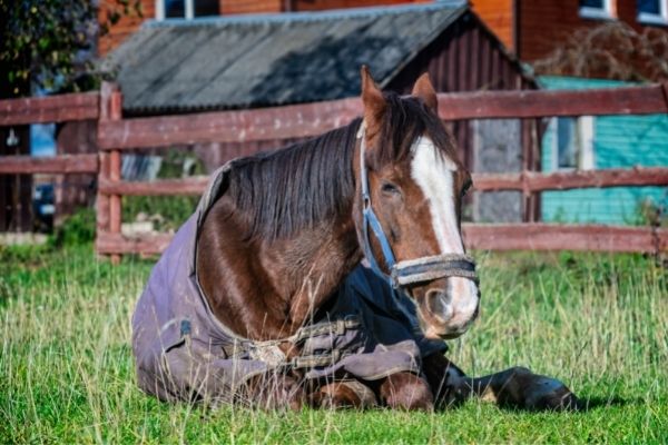 Herpes Impfung Pferd: Pferd liegt