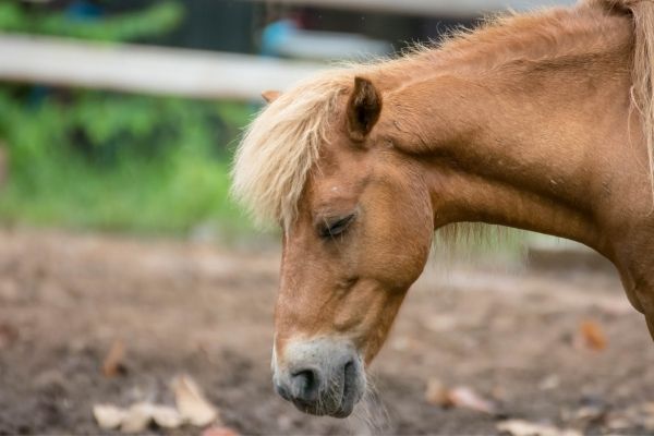 Herpes Impfung Pferd: Pferd von der Seite