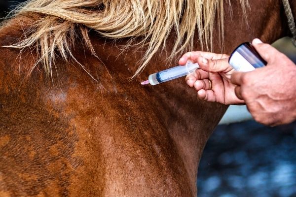 Herpes Impfung Pferd: Pferd wird geimpft