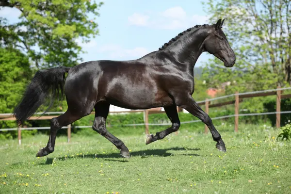 Hessischer Warmblut Rappe läuft über eine Wiese