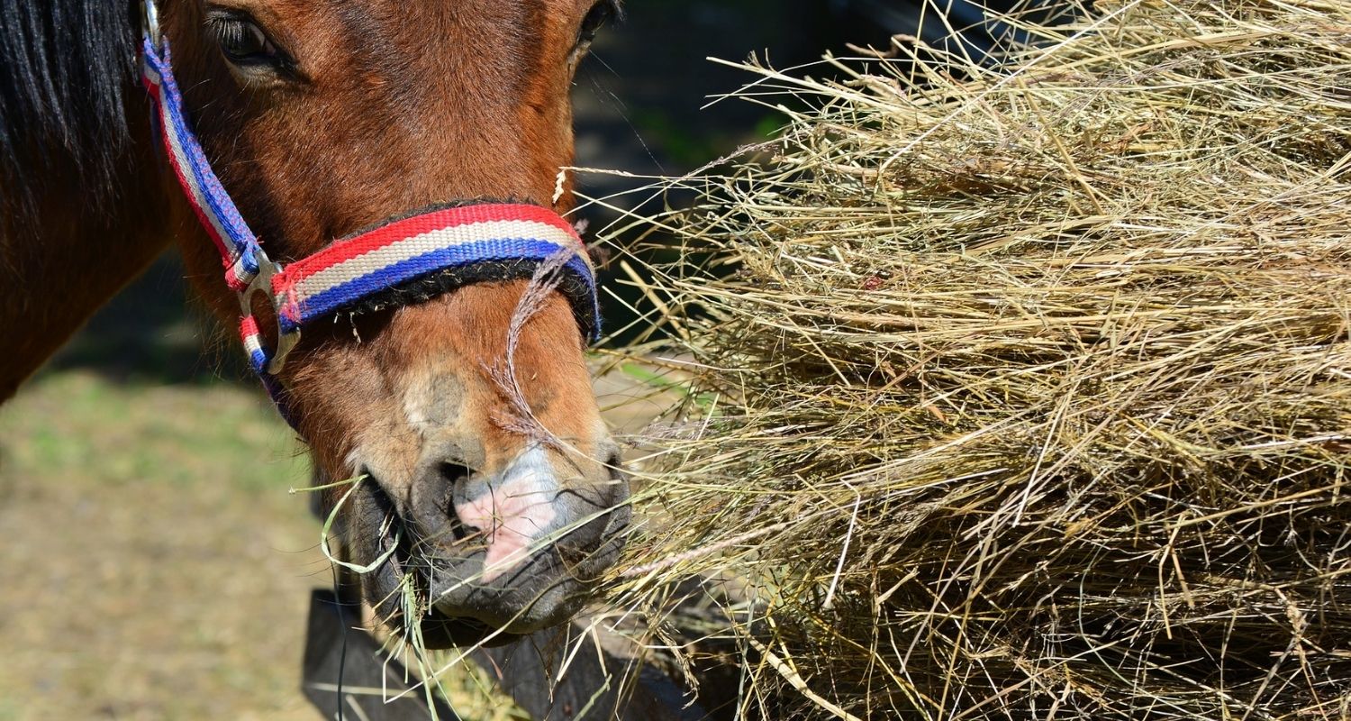 Heunetz für’s Pferd – Praktische Vorteile in der Pferdebox