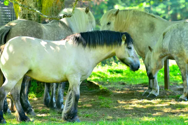 Highland Pony in einer Gruppe