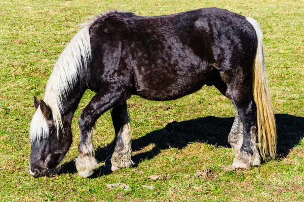 Highland Pony grast auf einer Wiese