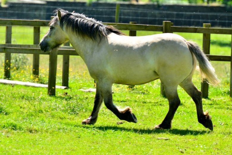 Highland-Pony