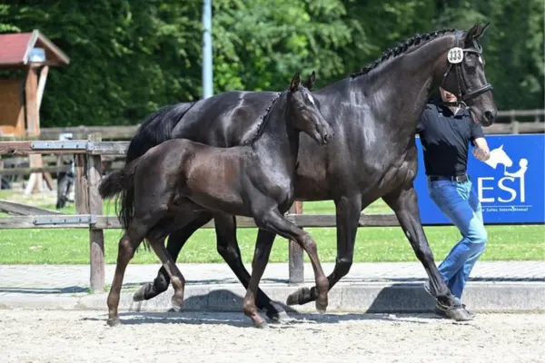 Eine dunkelbraune Stute mit Startnummer 333 und ihr dunkelbraunes Fohlen traben auf einem Sandplatz, vorgeführt von einem Mann in Polo-Shirt und Jeans. Beide Pferde haben eingeflochtene Mähnen und einen kleinen weißen Stern auf der Stirn. Im Hintergrund ein Holzzaun und ein blaues Werbebanner.